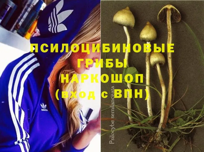 гидра маркетплейс  хочу наркоту  Орск  Псилоцибиновые грибы MAGIC MUSHROOMS 